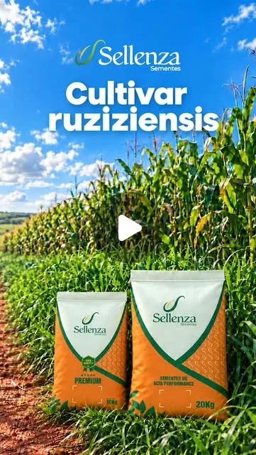 Capa do vídeo: Ruziziensis: a coringa da sua plantação
