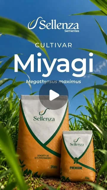 Capa do vídeo: Miyagi: capim que alimenta e ainda sobra pra reserva