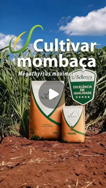 Capa do vídeo: Mombaça: o gado realmente come o seu pasto?