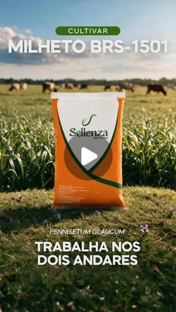 Capa do vídeo: Milheto BRS-1501: o que você não enxerga no pasto de verão
