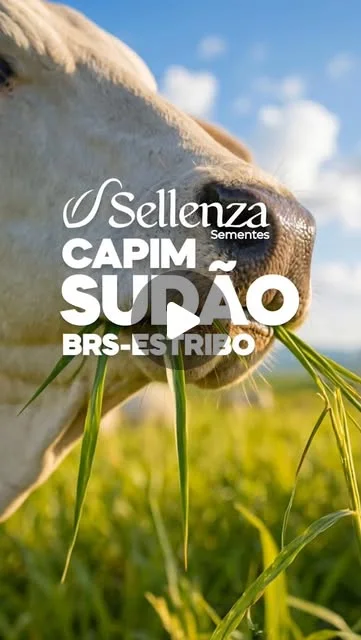 Capa do vídeo: Capim Sudão BRS-Estribo: pasto pronto em menos de um mês